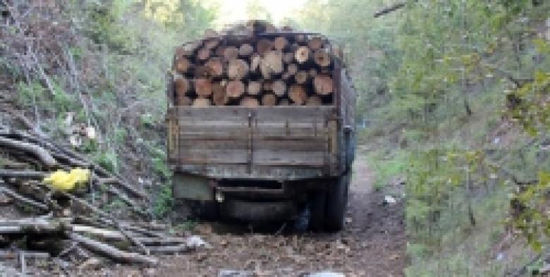 Անզիջում պայքար՝ ապօրինի անտառահատումների դեմ (ՏԵՍԱՆՅՈՒԹ)