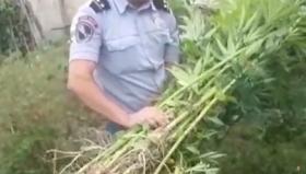 Ոստիկանները Մեծավան գյուղում խոշոր չափի թմրանյութ են հայտնաբերել