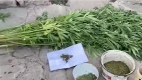 Ստեփանավանի ոստիկանները Ուռուտ գյուղի տներից մեկում մեծաքանակ կանեփ ու թմրամիջոց են հայտնաբերել