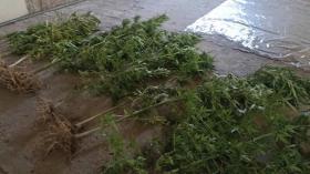 Աշտարակի ոստիկանները Բյուրականում հայտնաբերել են կանեփի թփեր
